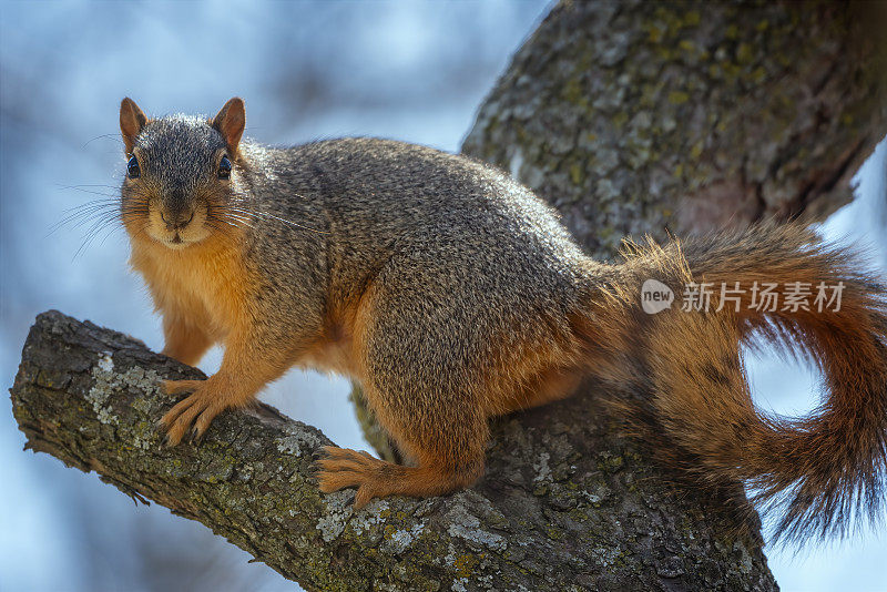 狐狸松鼠(Sciurus niger)